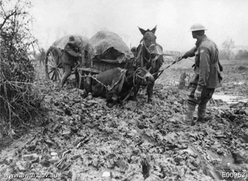 Mon_arriere_grand_pere_ce_heros_2014_chevaux-1914-2_005