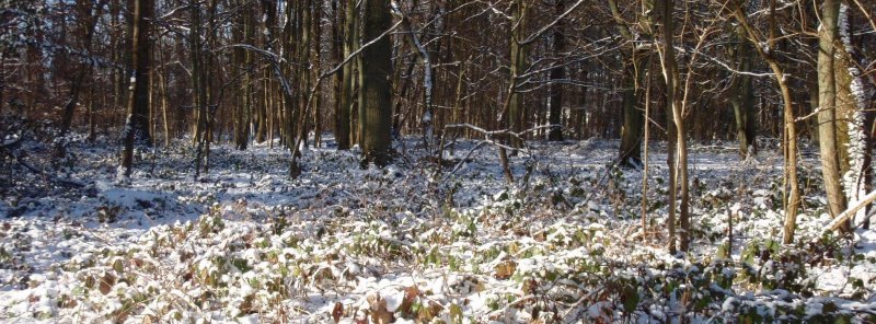2009_01_paysage_neige_yvelines_manet_0004___800x600